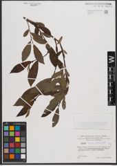 Foto von Salix appendiculata Vill.
